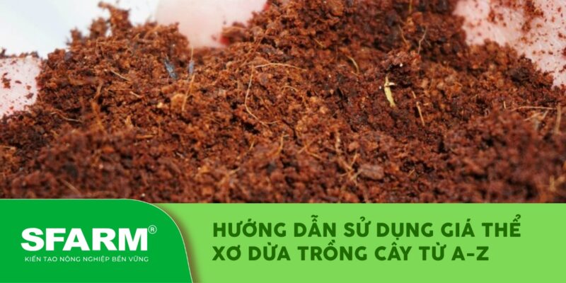 Xơ Dừa Trồng Cây Có Tốt Không? Hướng Dẫn Chi Tiết Từ A-Z