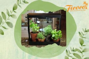 HƯỚNG DẪN TRỒNG RAU THƠM CỰC KÌ ĐƠN GIẢN TẠI NHÀ - PHẦN 2