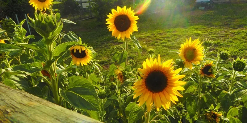 Loài hoa đẹp mang năng lượng tích cực nên trồng trước cổng nhà-