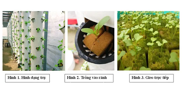 huongdantrongraukhcanh