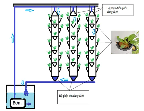 huongdantrongraukhcanh2