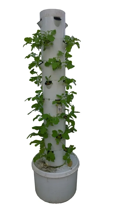 huongdantrongraukhcanh3