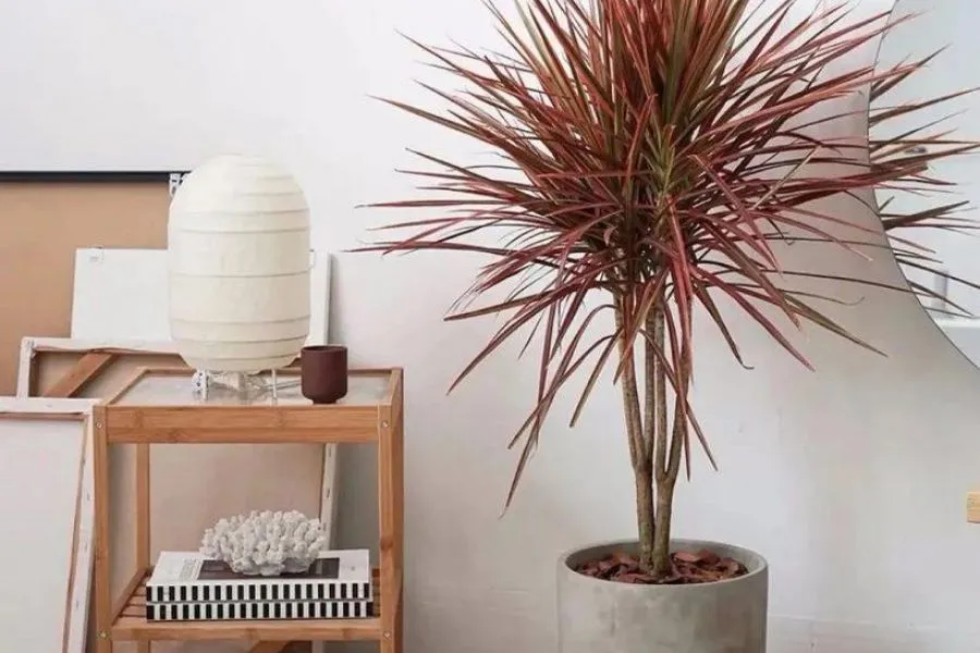 Cây Huyết dụ trong phòng tắm