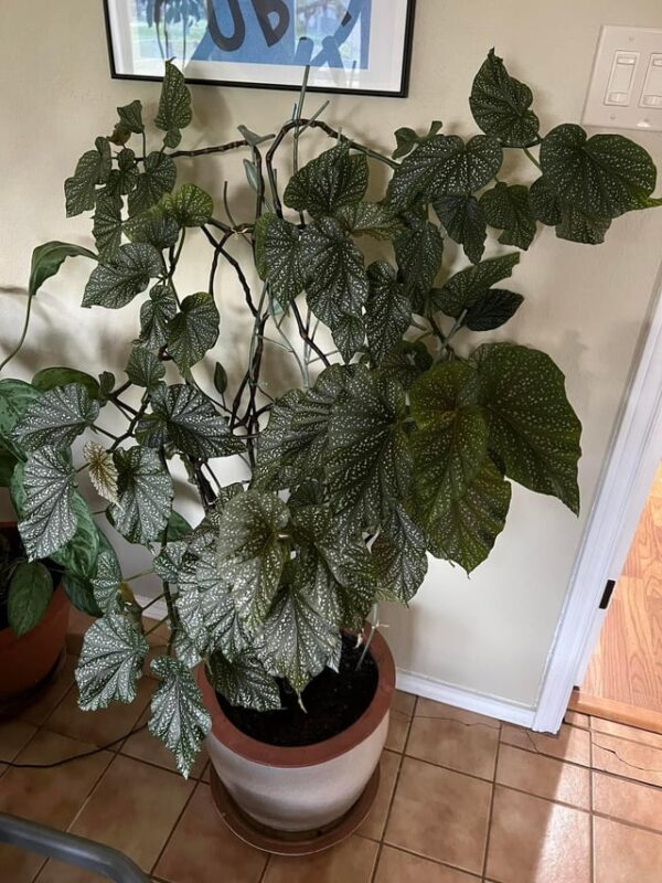 Cây Mía Có Hoa Không Và Các Loại Cây Có Hoa Khác