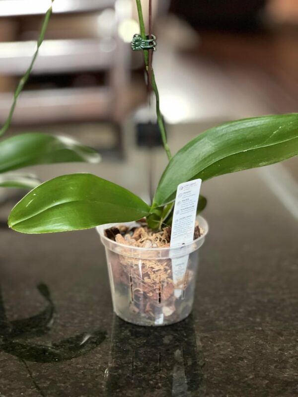 5 Loại Bệnh Hại Cây Trồng Thường Gặp Vào Mùa Mưa