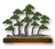 Bonsai thế Ikadabuki (bè)