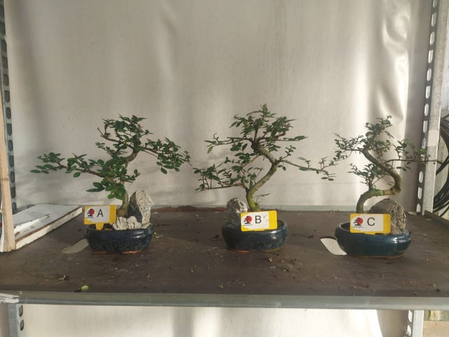 Có Nên Trồng Cây Duối Trong Nhà Không? Hướng Dẫn Chi Tiết