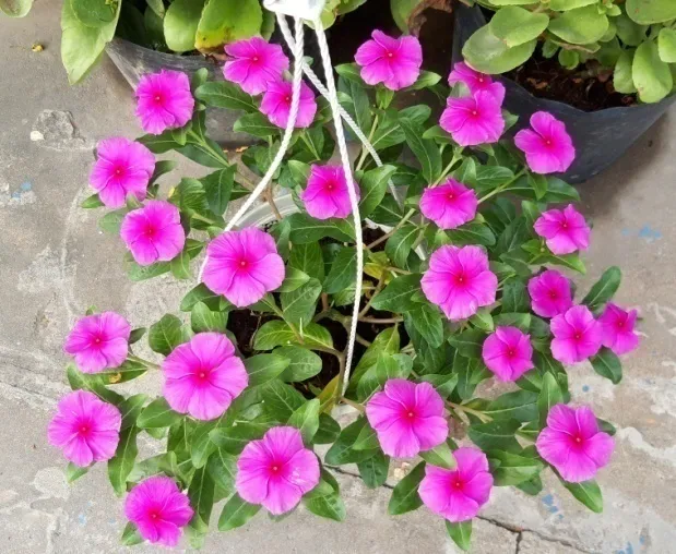 image 20200810103813 2