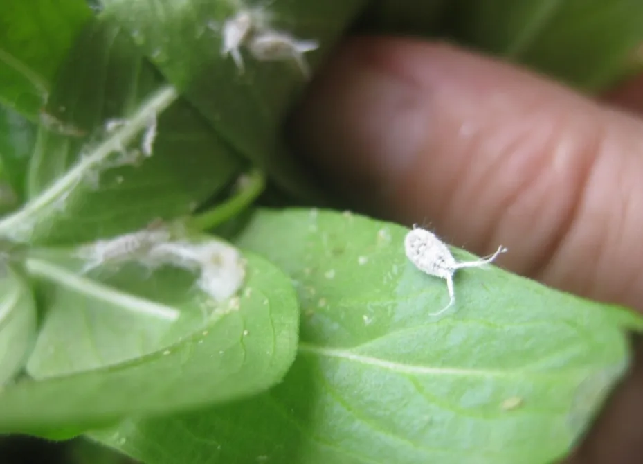 image 20200810103814 10