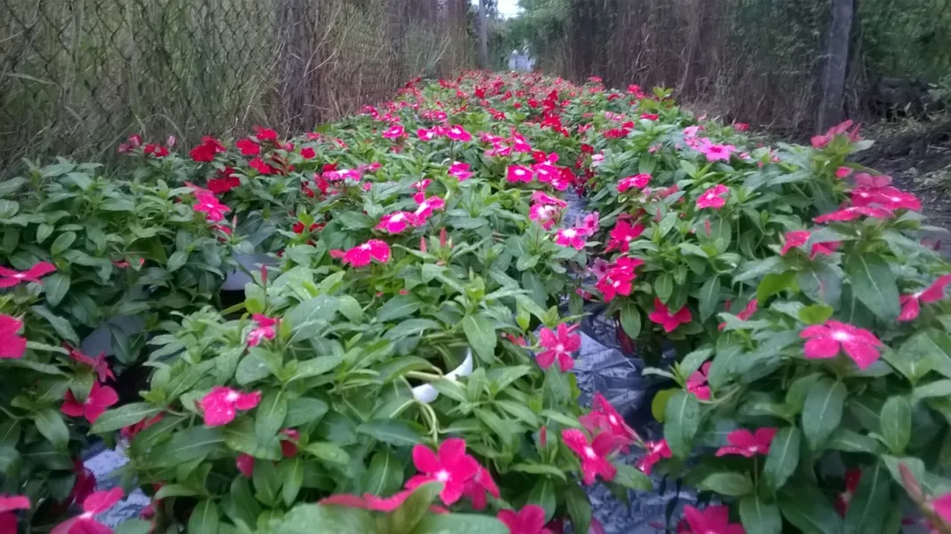 image 20200810103814 11