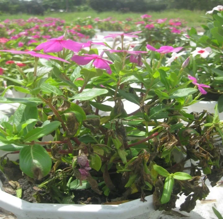 image 20200810103814 7