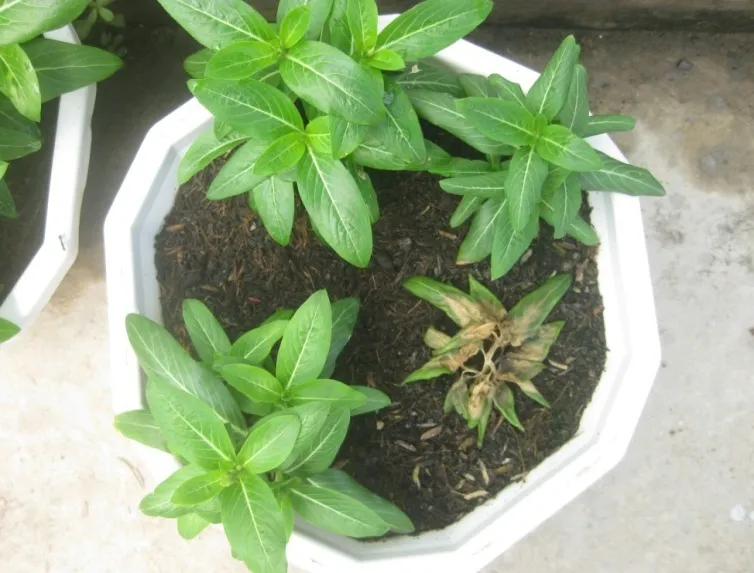 image 20200810103814 8