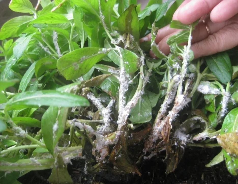 image 20200810103814 9