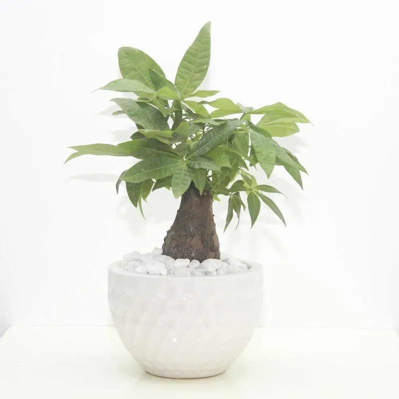 Cây Kim Ngân với dáng cây độc đáo và ý nghĩa tài lộc