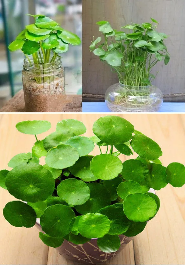 Chọn cây cảnh hợp tuổi Đinh Tỵ giúp gia chủ gặp nhiều may mắn hơn trong công việc