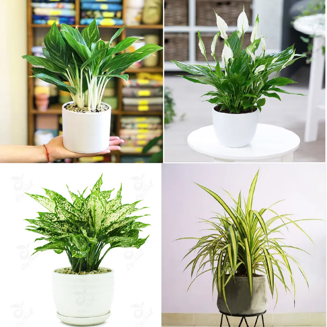 Cây Bạch Mã Hoàng Tử giúp không gian sống của gia chủ Tân Tỵ thêm sang trọng