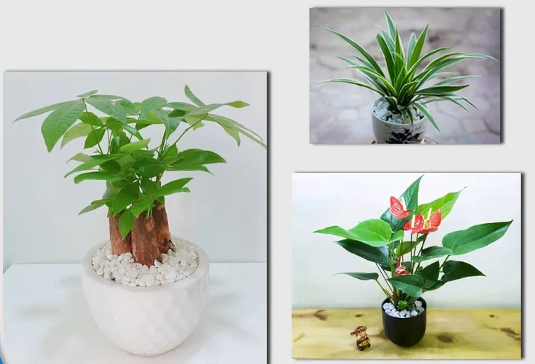 Cây giúp gắn kết các mối quan hệ cho người tuổi Kỷ Tỵ