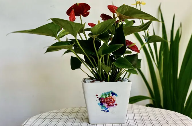 Năng lượng từ sắc đỏ giúp tuổi Ất Tỵ thăng tiến nhanh trong công việc