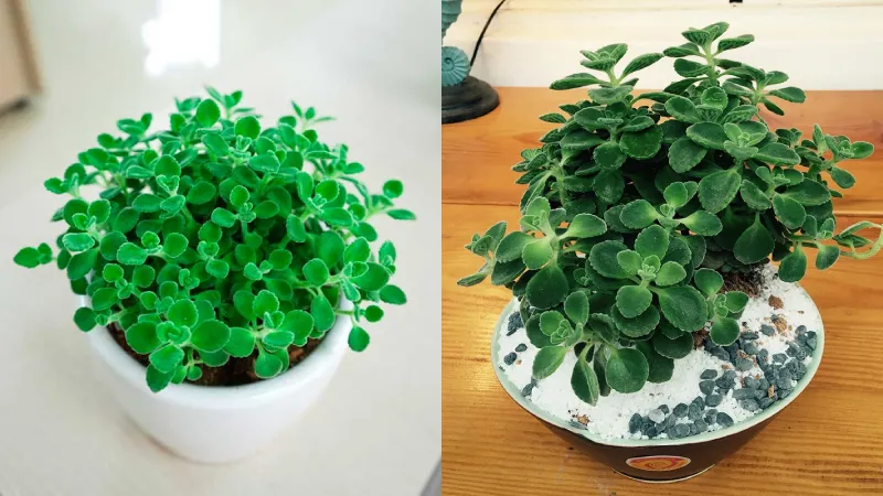 Cây Nhất Mạt Hương phù hợp cho người tuổi Hợi