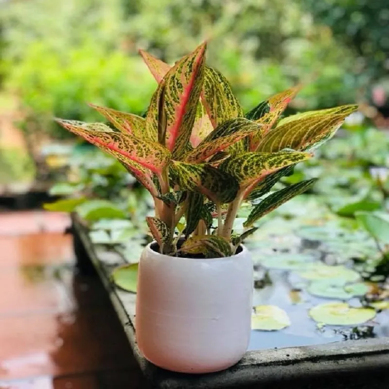 Cây cho tuổi Tân Hợi