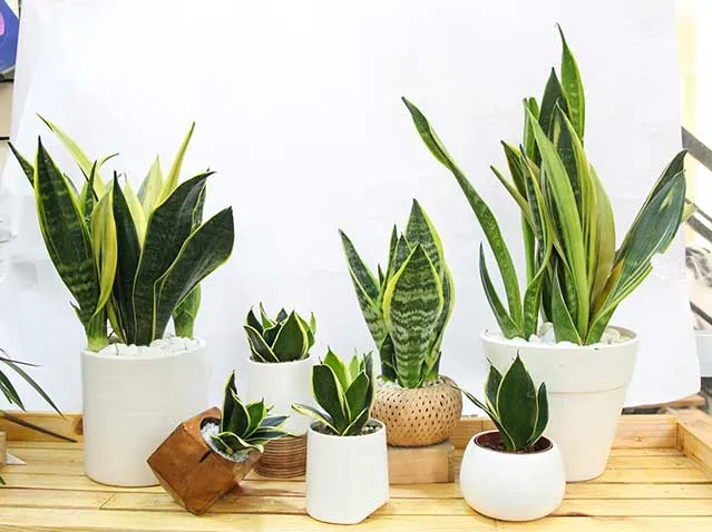 Cây cho tuổi Đinh Hợi