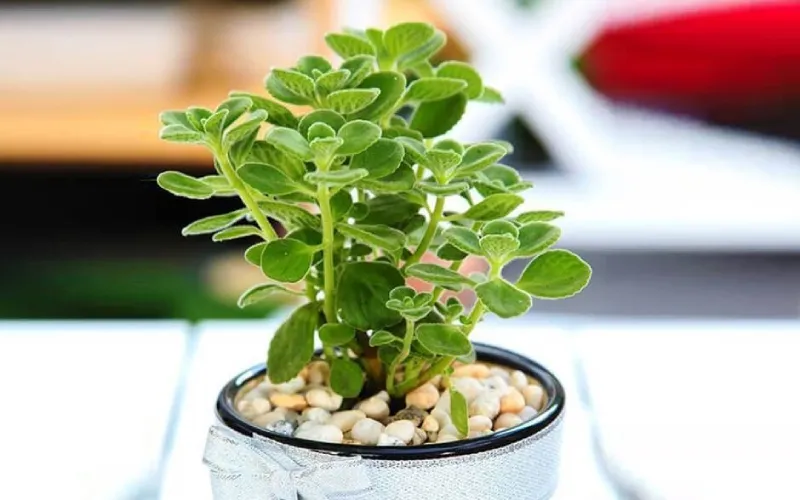 Sen đá thơm Nhất Mạt Hương với lá xanh mướt