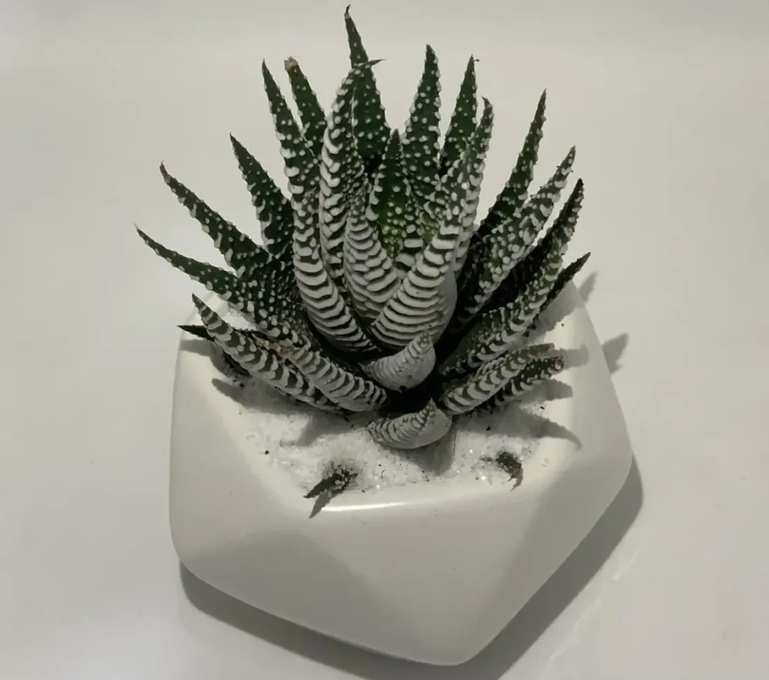 Sen đá móng rồng mạnh mẽ che chở cho gia chủ