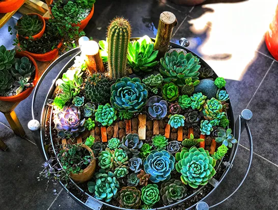 Cách phối hợp sen đá đa tầng trong một chậu lớn