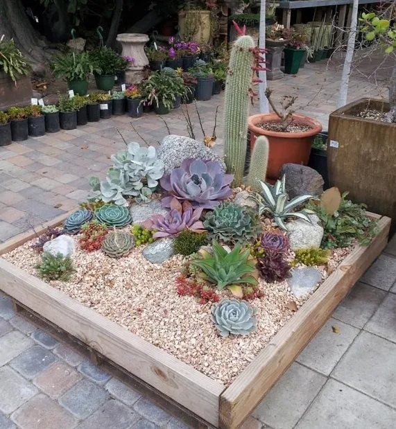 Vườn sen đá pallet gọn gàng cho nhà phố