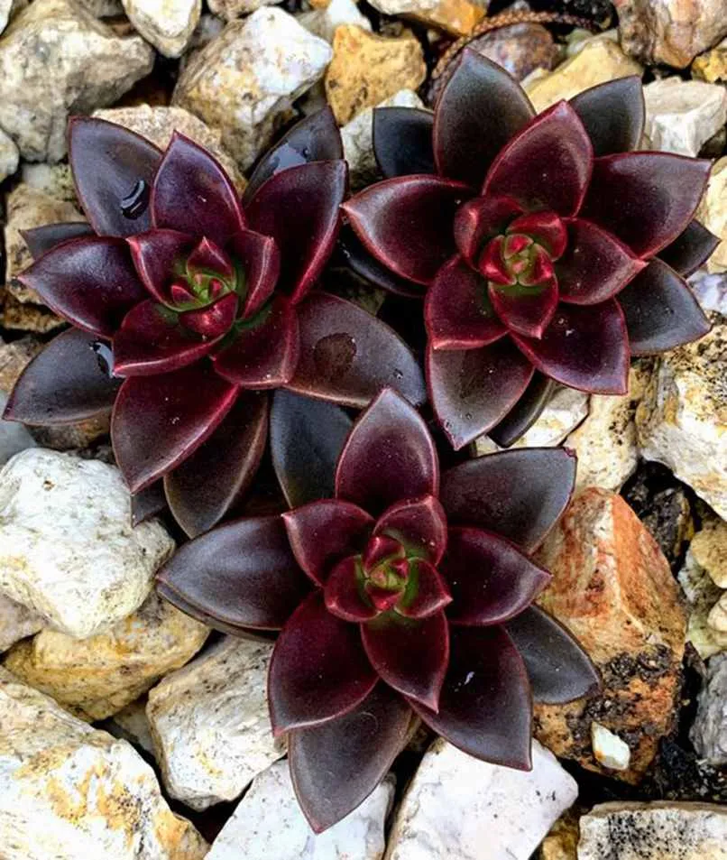 Cận cảnh vẻ đẹp trầm mặc của sen đá nâu Socola