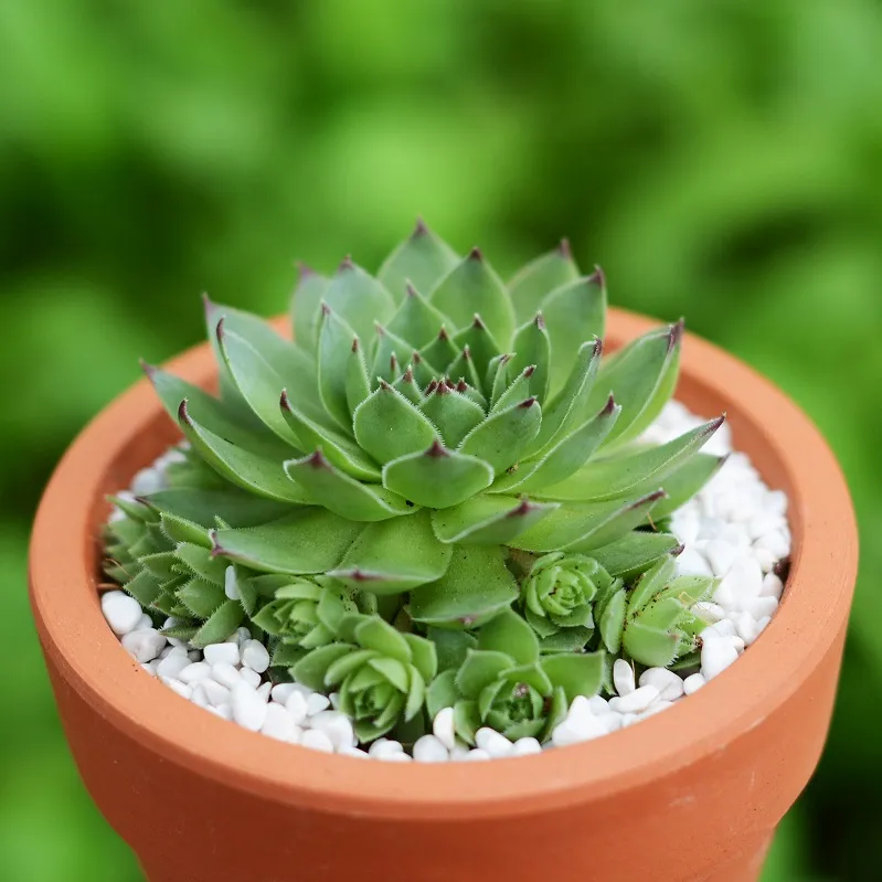 Sen đá Phật Bà với cấu trúc lá xếp tầng độc đáo