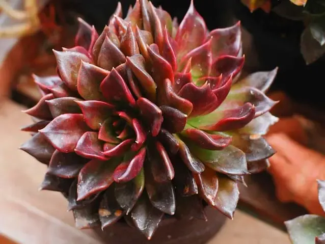 Sen đá mặt trăng với lớp phấn mịn màng trên lá