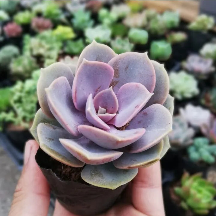 Sắc màu ngọt ngào của sen đá hồng dâu