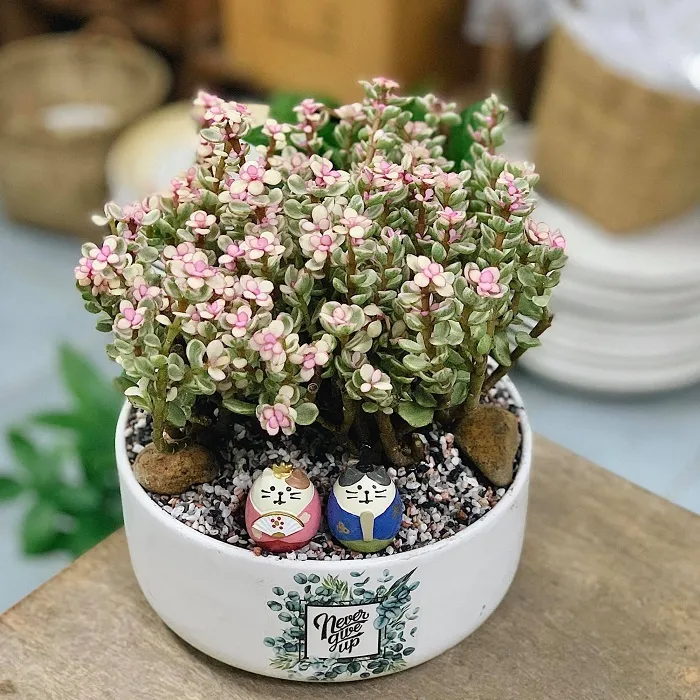 Sen đá đô la trắng với vẻ đẹp thanh thoát