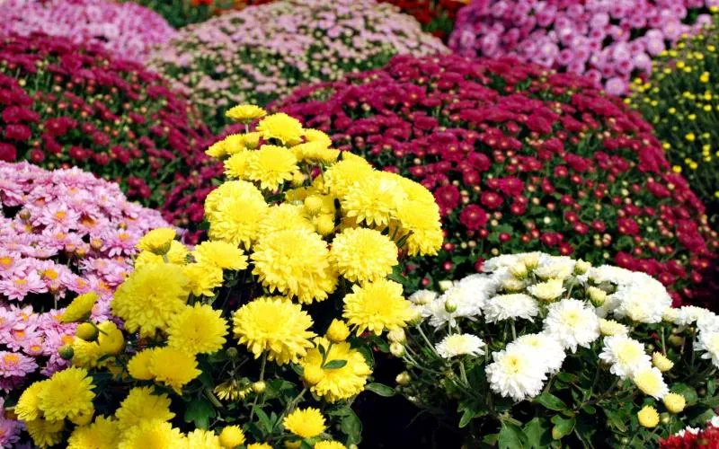 Thời điểm gieo trồng để hoa cúc Tết nở đúng dịp