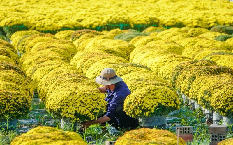 Chọn giống cúc tiêu chuẩn