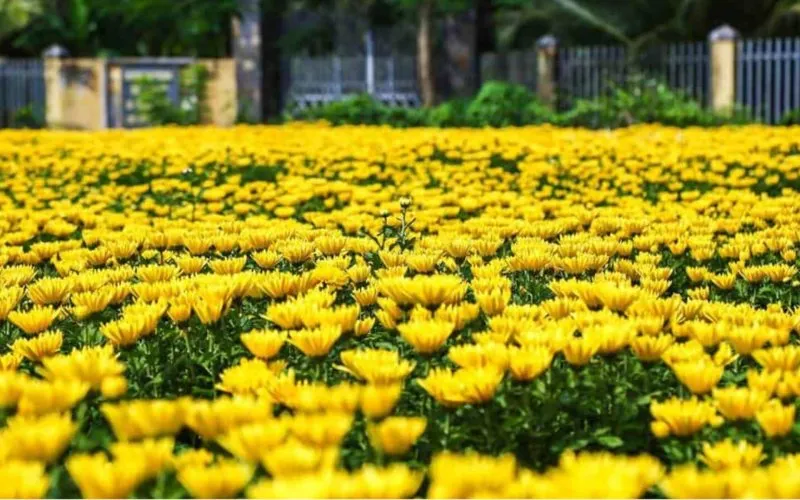 Chuẩn bị giá thể trồng cúc