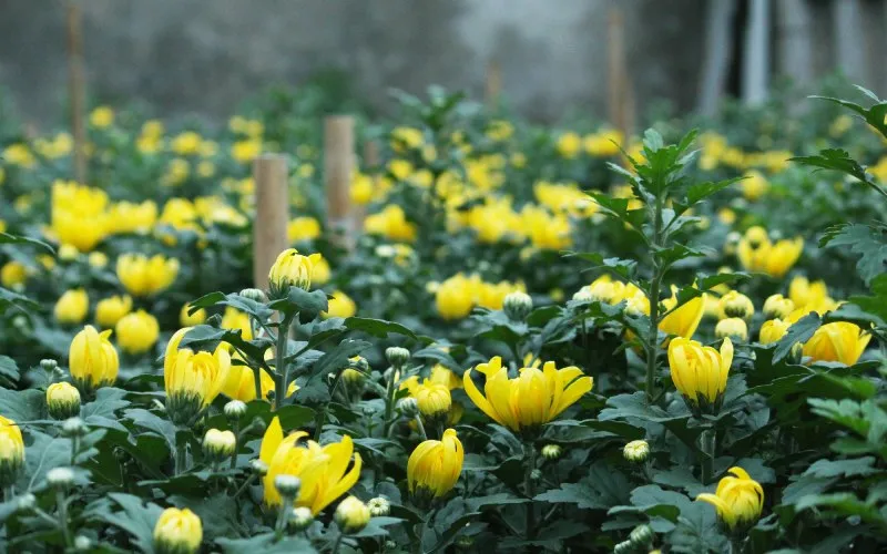 Kỹ thuật trồng hoa cúc Tết