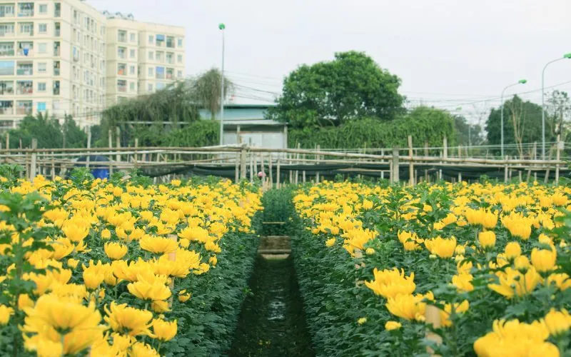 Tuân thủ đúng kỹ thuật trồng hoa cúc Tết