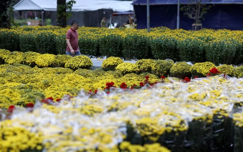 Lưu ý khi áp dụng kỹ thuật trồng hoa cúc Tết