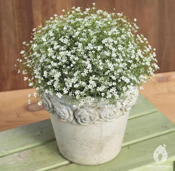 hướng dẫn trồng hoa baby, làm hoa baby khô