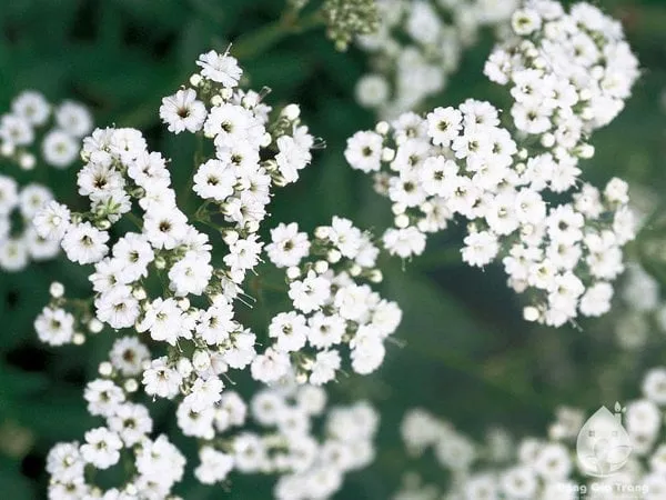 hướng dẫn trồng hoa baby, làm hoa baby khô