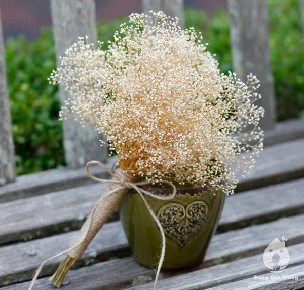 hướng dẫn trồng hoa baby, làm hoa baby khô