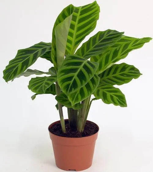 Cây huỳnh tinh vằn có họa tiết lá độc đáo giúp trang trí không gian nội thất