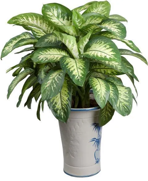 Cây vạn niên thanh với tán lá xanh trắng đan xen sống tốt trong bóng râm