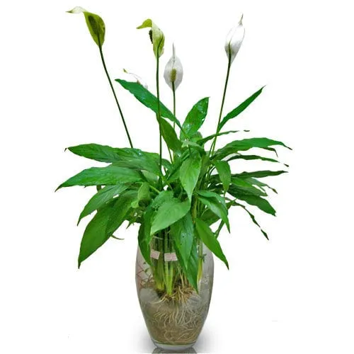 Cây ý lan với hoa trắng tinh khôi nở rực rỡ trong môi trường thiếu sáng