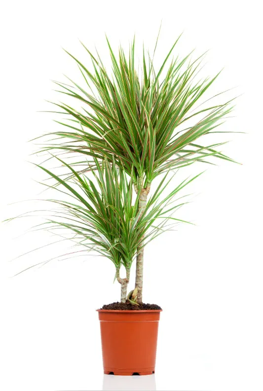 Cây máu rồng dáng thanh mảnh giúp loại bỏ các chất độc hại trong phòng