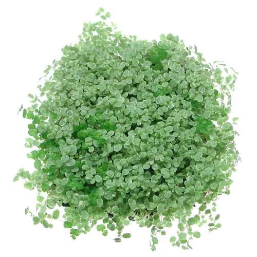 Cây cỏ may mắn với thảm lá li ti xanh mướt mọc dày đặc trong chậu