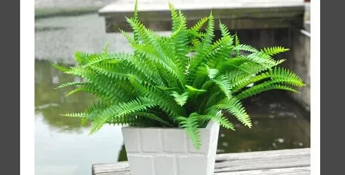 Cây dương xỉ mọc sum suê trong chậu giúp mang lại vẻ hoang sơ cho căn nhà