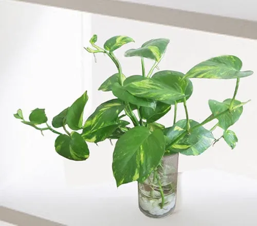 Cây trầu bà leo bám bền bỉ và dễ chăm sóc trong môi trường thiếu sáng